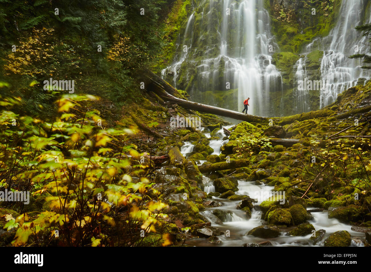 Männliche Wanderer Kreuzung Baumstamm über Proxy Falls, Oregon, USA Stockfoto