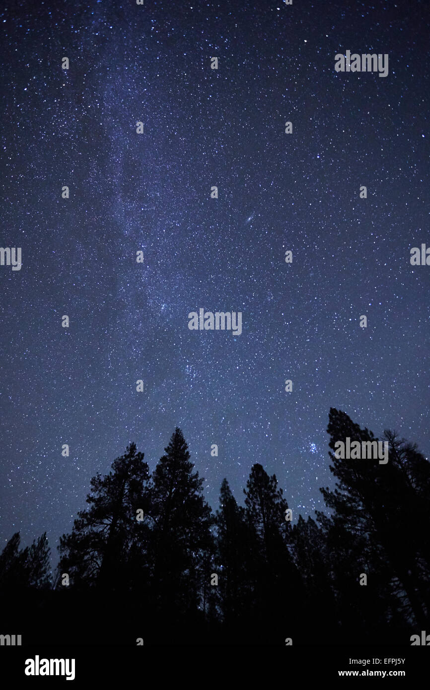 Silhouette Bäume und Sternenhimmel in der Nacht, Diamond Lake, Oregon, USA Stockfoto