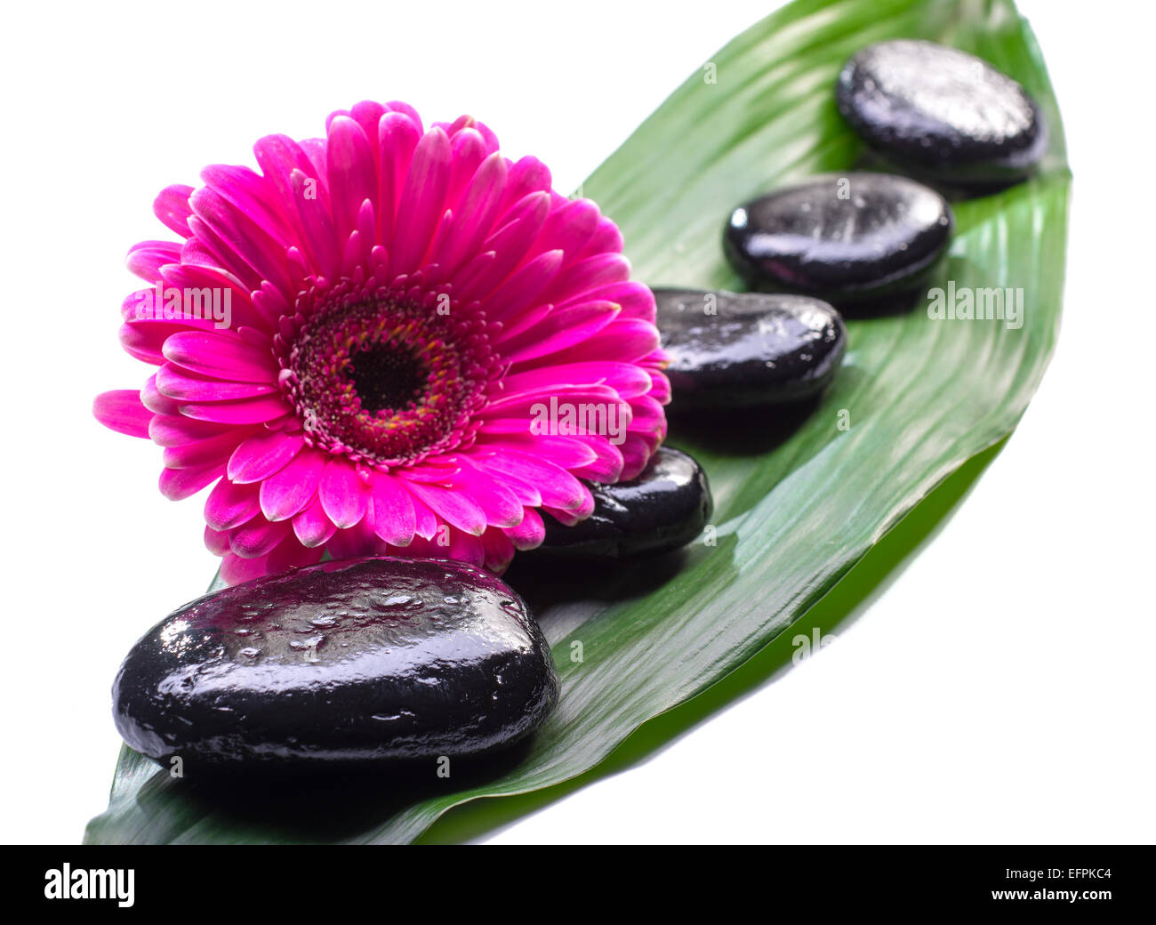 Spa-Steinen mit Daisy auf grünes Blatt Stockfoto