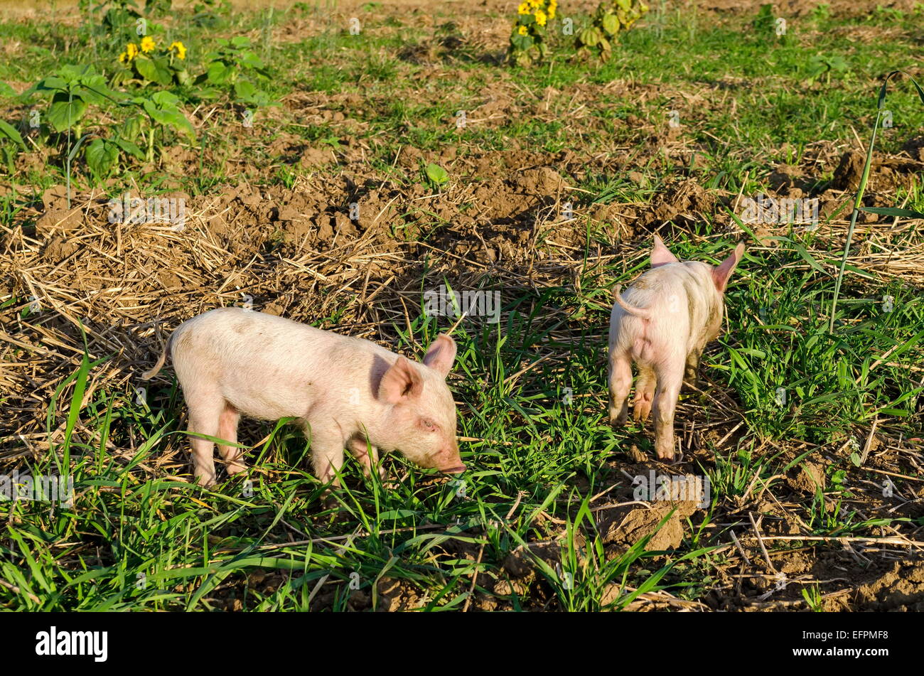 Zwei kleine Schwein am Feld Stockfoto