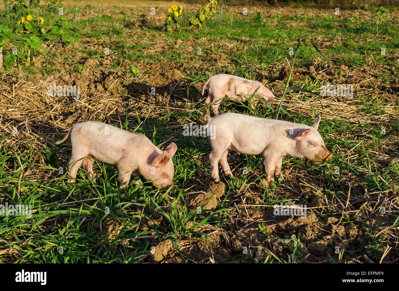 Drei Schweinchen am Feld Stockfoto