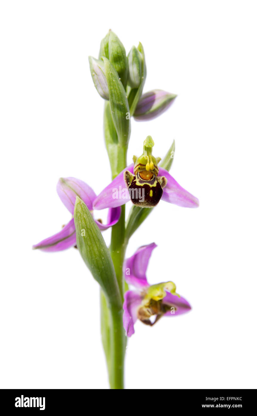 Wilde Biene Orchidee (Ophrys Apifera) isoliert Stockfoto