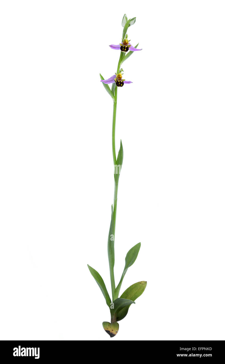 Wilde Biene Orchidee (Ophrys Apifera) Pflanze isoliert Stockfoto