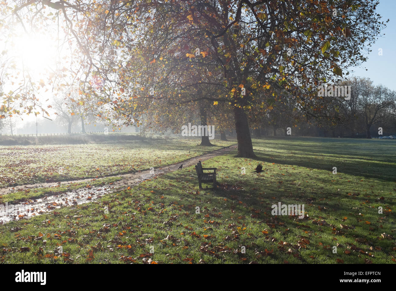 Vögel und die Morgensonne auf Peckham Rye, London, UK Stockfoto