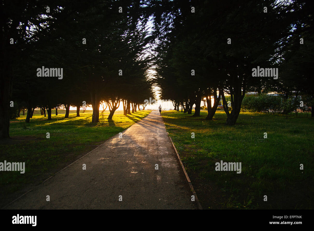 Silhouette Blick auf The Presidio Park, San Francisco, Kalifornien, USA Stockfoto