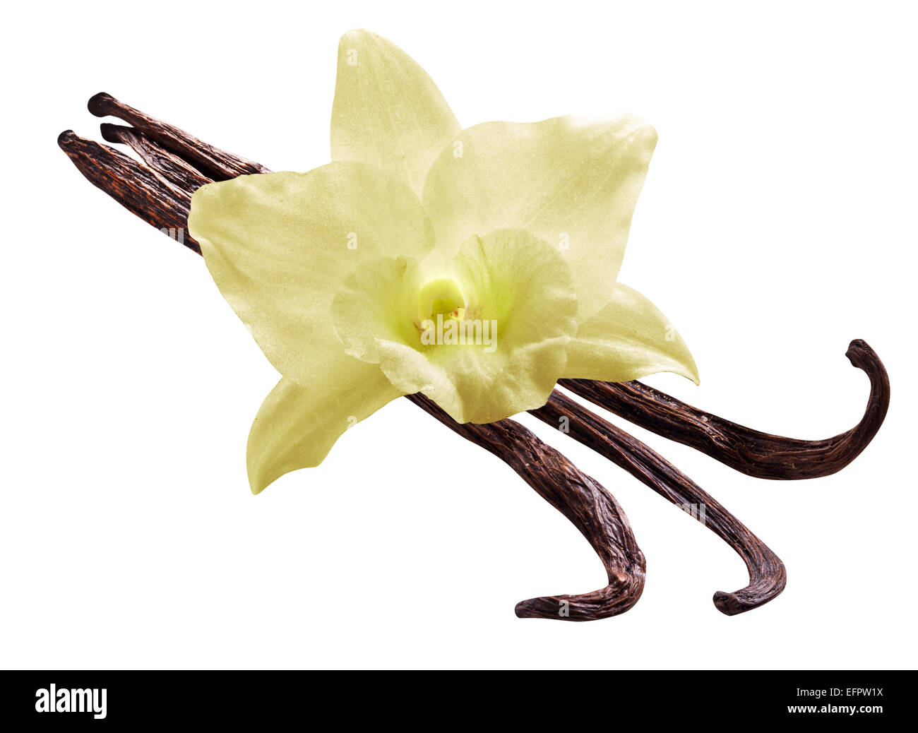 Jede Menge Vanille Stangen und Orchidee Blume auf weißem Hintergrund. Stockfoto