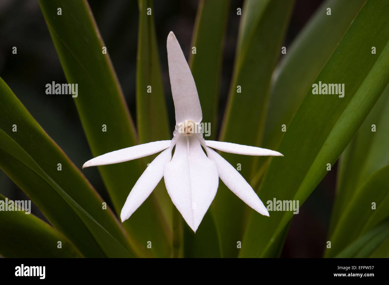 Orchidee Blume (Jumellea Arachnanthe), Palmengarten, Frankfurt Am Main, Hessen, Deutschland Stockfoto