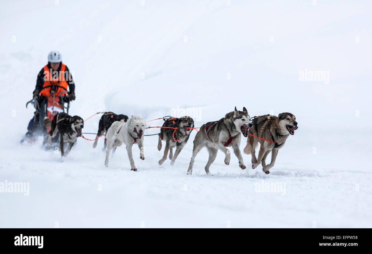 Schlitten-Hund-Team auf Schnee, Huskies, Schlitten Hund Rasse, Unterjoch, Allgäu, Bayern, Deutschland Stockfoto