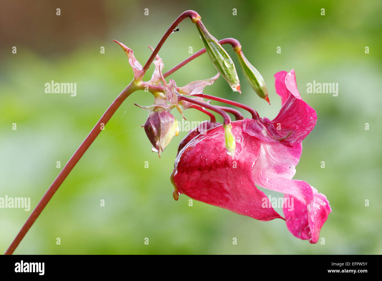 Himalayan Balsam (Impatiens glandulifera), Blume, Deutschland Stockfoto