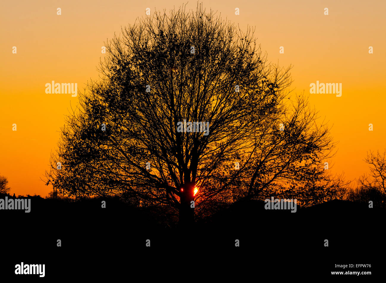 Baum-Silhouette bei Sonnenuntergang, Götzenhain, Dreieich, Hessen, Deutschland Stockfoto