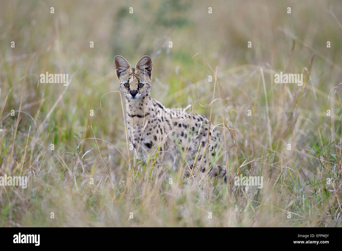 Serval (Leptailurus serval), Jagd, Stalking im hohen Gras, Masai Mara, Kenia Stockfoto