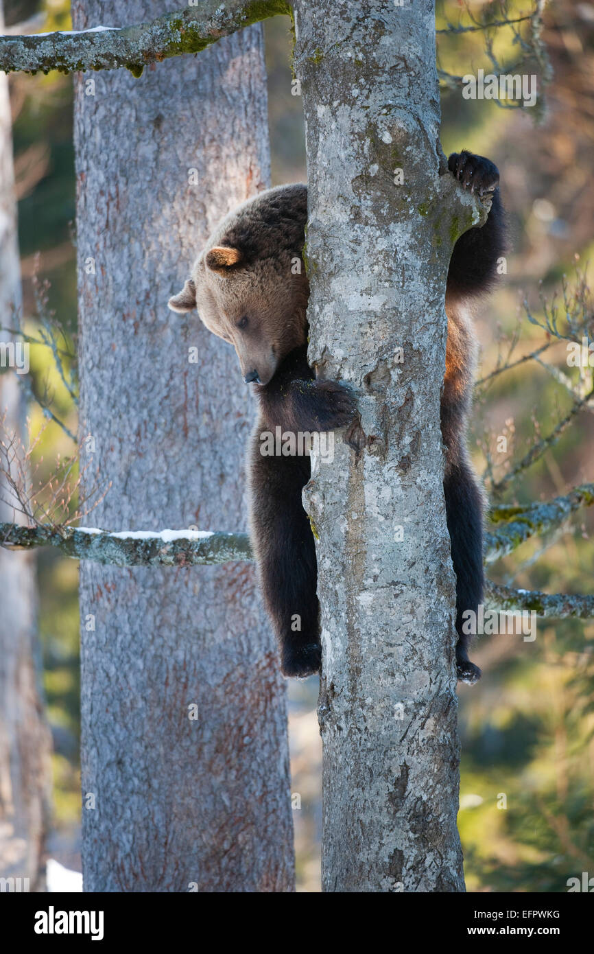 Braunbär (Ursus arctos) auf einen Baum, Captive, Tiergehege, Nationalpark Bayerischer Wald, Bayern, Deutschland Stockfoto