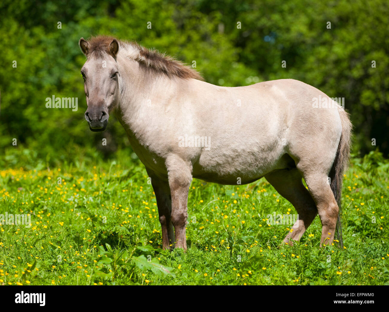 Tarpan Pferd (Equus ferus gmelini, Equus gmelini), Zucht, Captive, Nordrhein-Westfalen, Deutschland Stockfoto