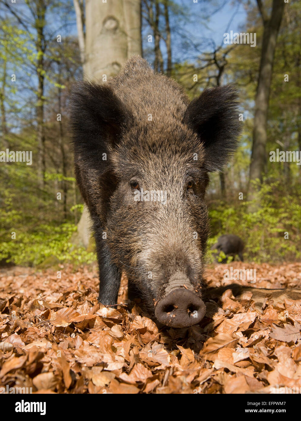 Wildschwein (Sus scrofa), Aussaat im Frühling in den Wald, Nordrhein-Westfalen, Deutschland Stockfoto