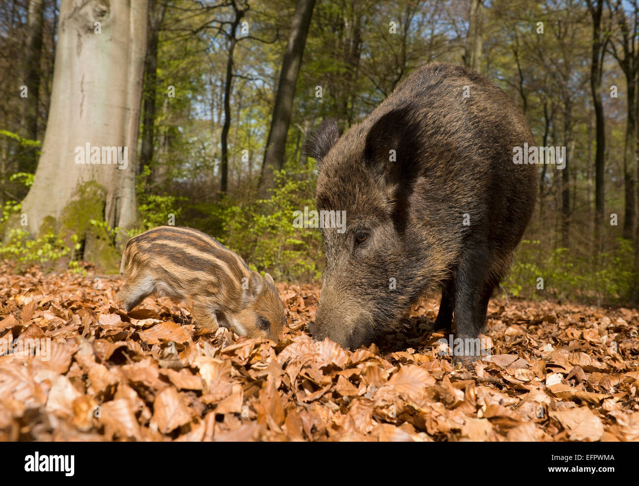 Wildschwein (Sus scrofa), Sau und Ferkel im Frühling in den Wald, Nordrhein-Westfalen, Deutschland Stockfoto