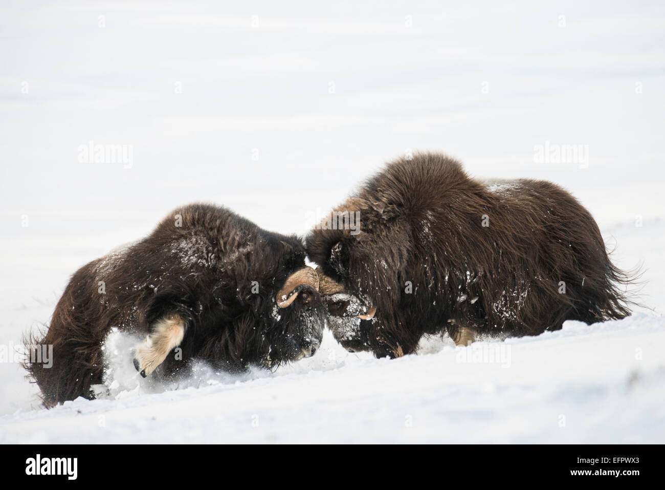 Muskoxen (Ovibos moschatus) Kampf im Schnee, Dovrefjell - Sunndalsfjella Nationalpark, Norwegen Stockfoto