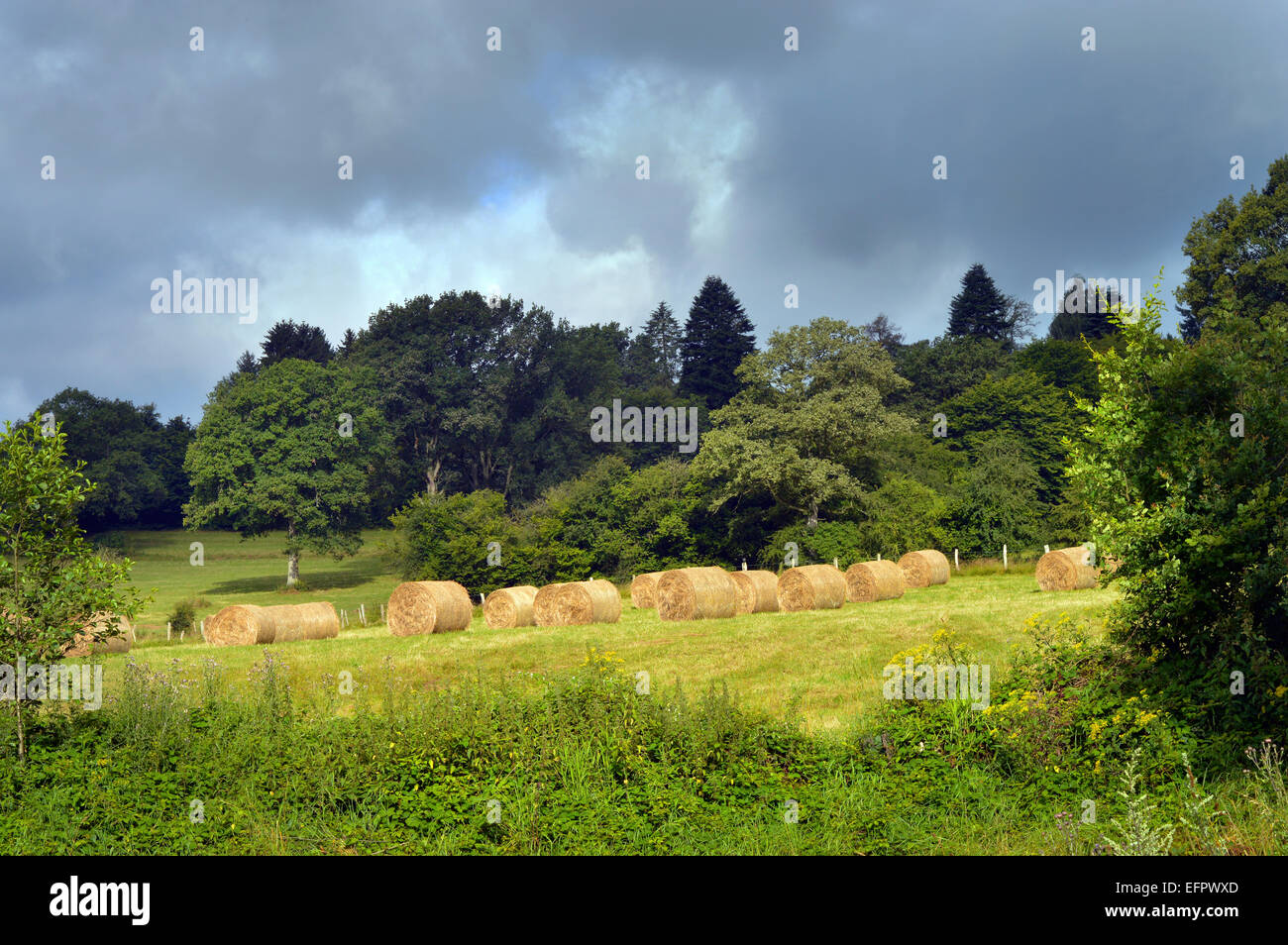 Ardennen-Landschaft - Runde Heuballen auf einer Wiese und ein dunkel bewölkter Himmel in den belgischen Ardennen Stockfoto