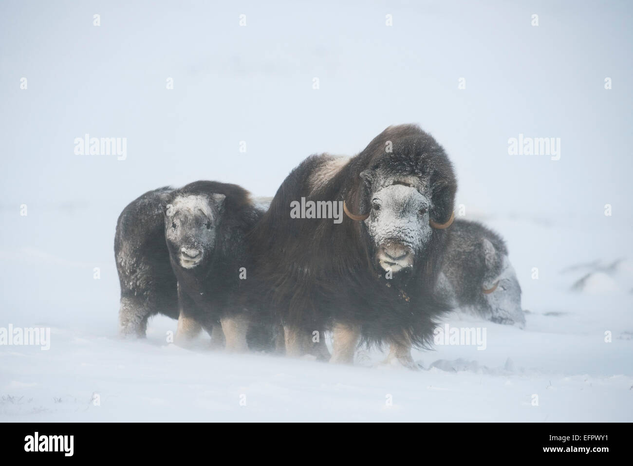 Moschusochsen (Ovibos Moschatus) in einem Schneesturm, jung mit Erwachsenfrau, gefrorenen Gesichtern, Dovrefjell-Sunndalsfjella-Nationalpark Stockfoto