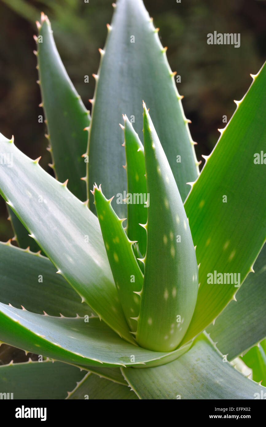 Aloe-Vera-Pflanze (Aloe Vera) Stockfoto