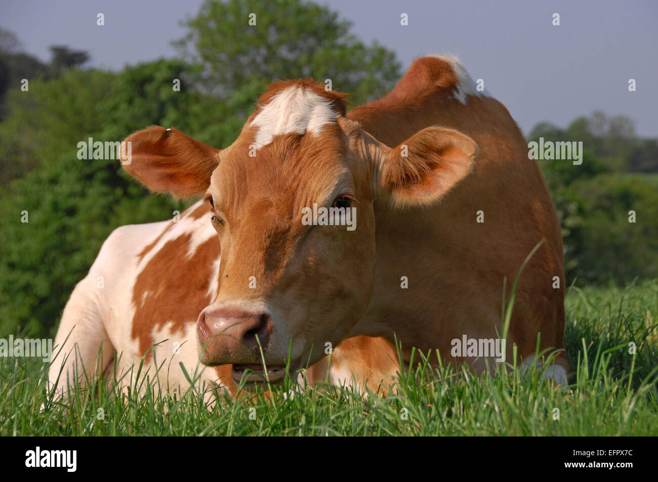 Guernsey Kühe liegen auf einer Weide reichen Rasen auf einem Bauernhof in North Devon, UK. Vor allem für ihre reiche cremige milk.a UK Molkerei gehalten Stockfoto