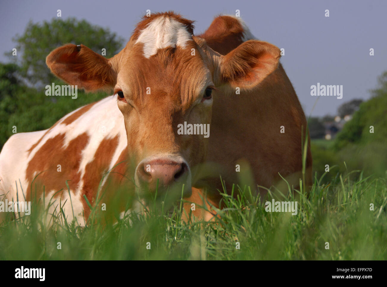 Guernsey Kühe liegen auf einer Weide reichen Rasen auf einem Bauernhof in North Devon, UK. Vor allem für ihre reiche cremige milk.a UK Molkerei gehalten Stockfoto