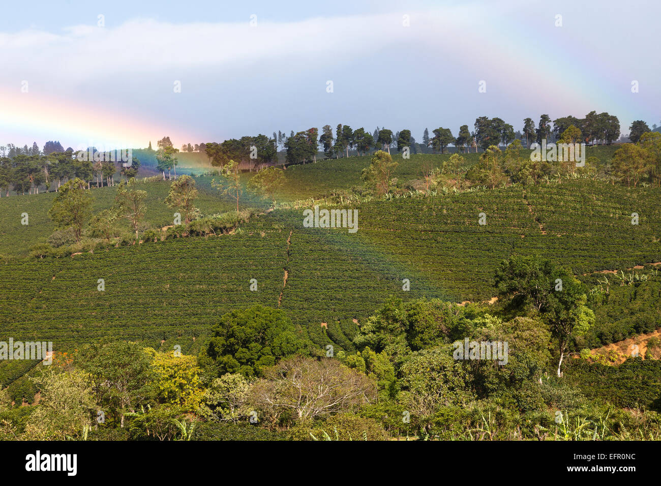 Kaffeeplantage und Regenbogen. Poas Vulkan. Costa Rica. Zentralamerika Stockfoto