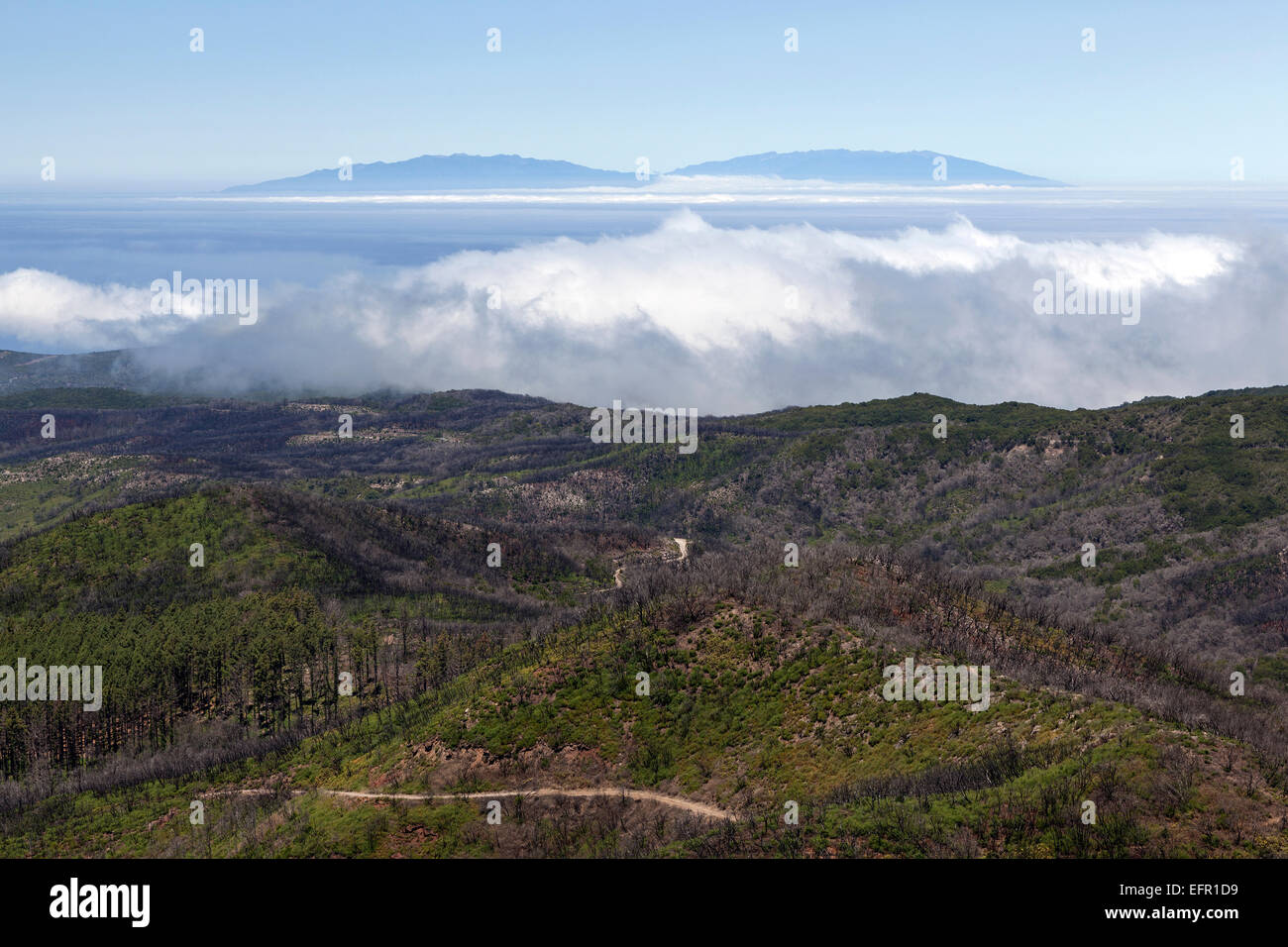 Blick vom Gipfel des Garajonay auf verkohlte Sträucher und Bäume, Spuren des Waldbrandes vom 2012, am Horizont die Insel Stockfoto