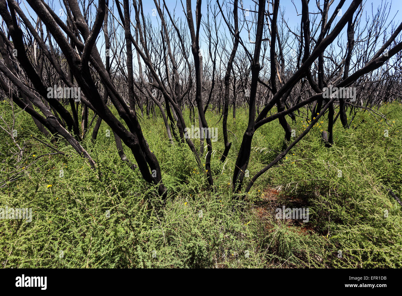 Verkohlte Sträucher in der grünen Vegetation, Spuren des Waldbrandes vom 2012 unter den Garajonay, La Gomera, Kanarische Inseln, Spanien Stockfoto