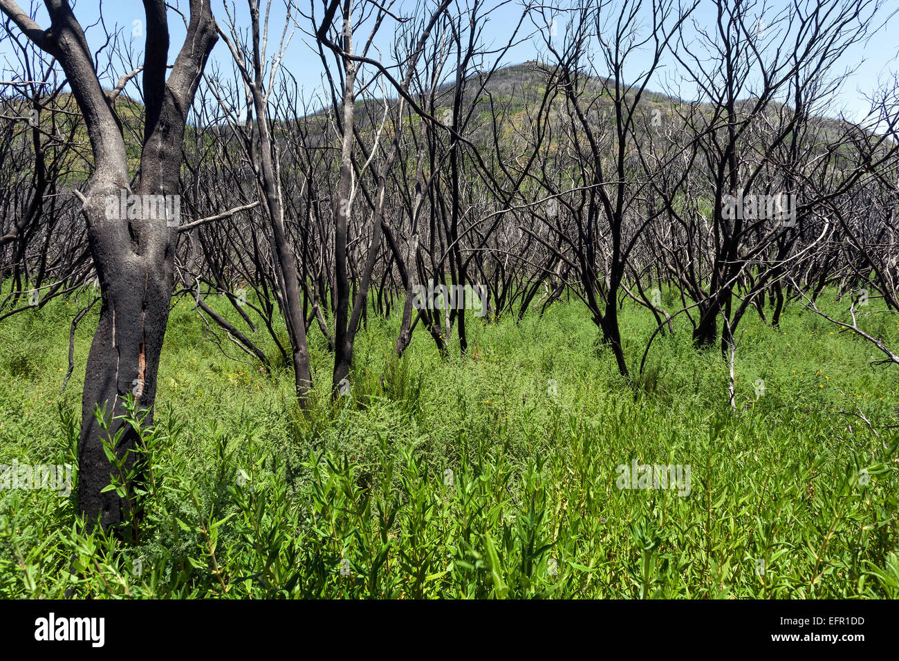 Verkohlte Sträucher in der grünen Vegetation, Spuren des Waldbrandes vom 2012 hinter den Garajonay, La Gomera, Kanarische Inseln, Spanien Stockfoto