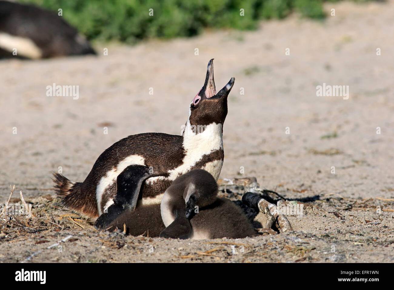 Jackass Pinguine oder afrikanische Pinguine (Spheniscus Demersus), Erwachsene, Aufruf, mit Küken im Nest, Boulders Beach Stockfoto