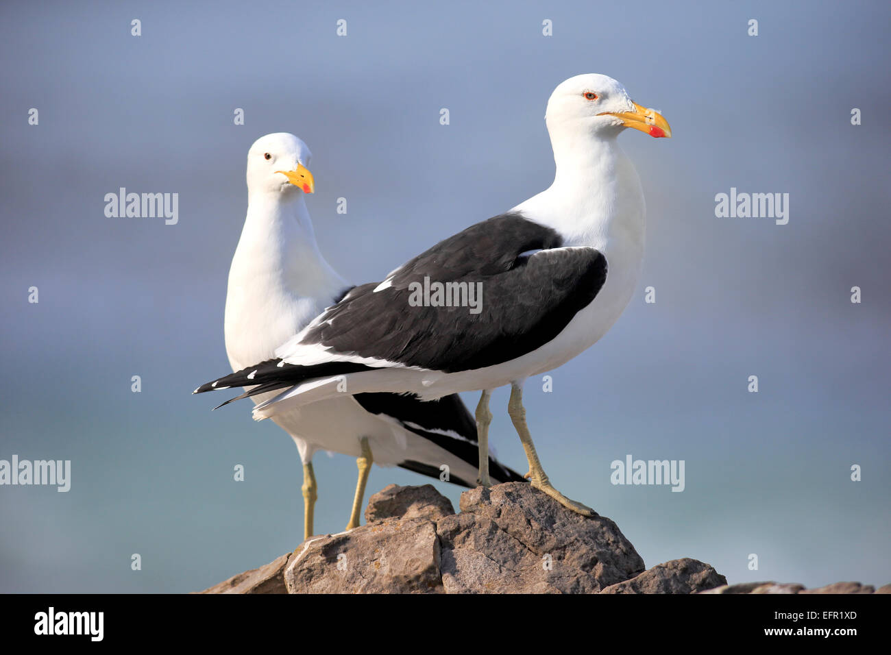 Seetang Möwen (Larus Dominicanus), thront auf einem Felsen, steinige Punkt, Bettys Bay, Western Cape, Südafrika paar Stockfoto