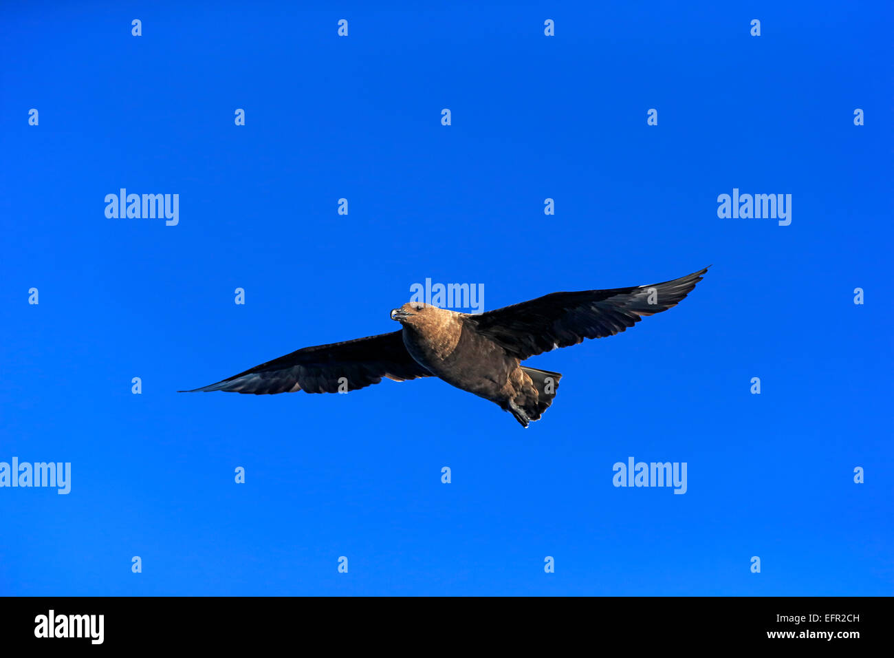 Subantarktischen Skua oder Brown Skua (Stercorarius Antarcticus Lonnbergi), Erwachsene, während des Fluges, Kap der guten Hoffnung, Südafrika Stockfoto