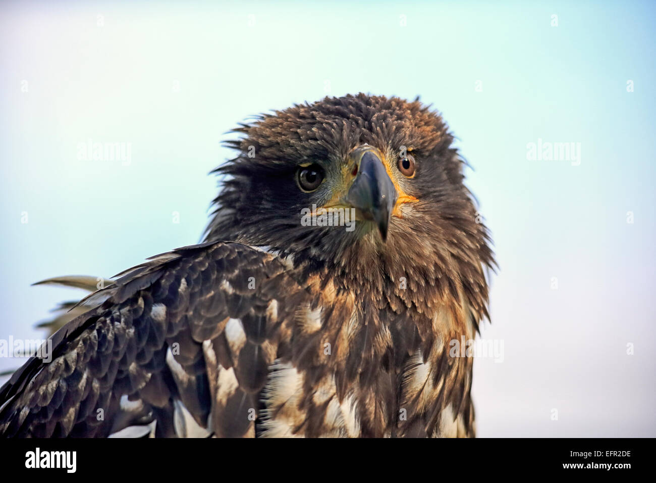 Weißkopf-Seeadler (Haliaeetus Leucocephalus), juvenile, nicht vollständig gefärbt noch in Gefangenschaft, Rheinland-Pfalz, Deutschland Stockfoto