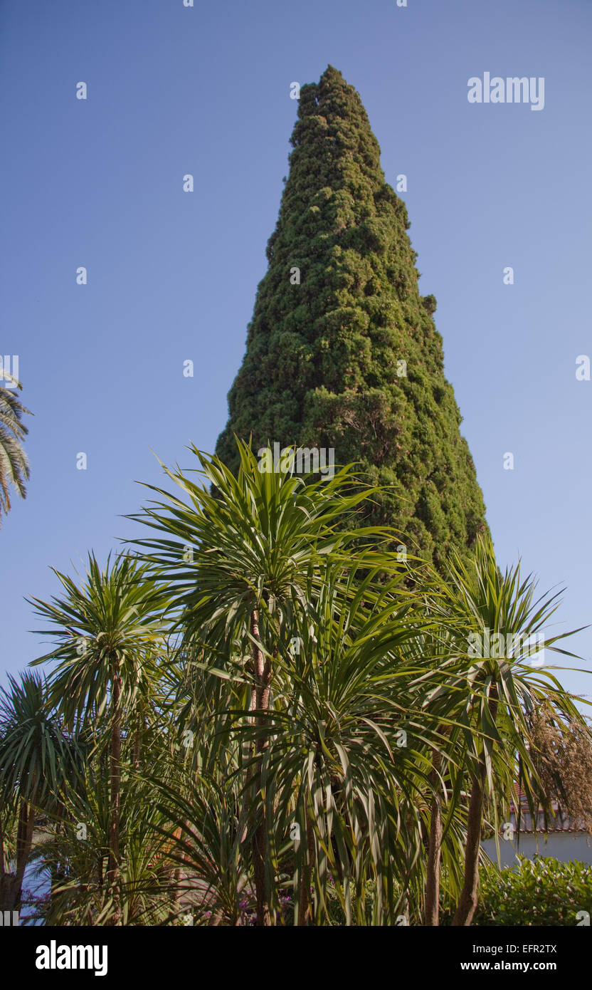 Reich verzierte Baum Anordnung, gegen eine klare Blau abgebildet genommen Ravello, an der Amalfiküste in Italien. Stockfoto