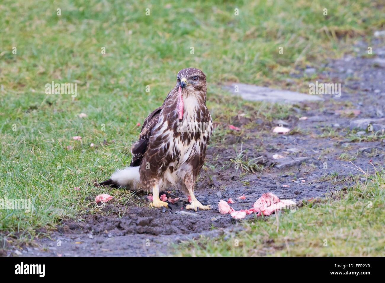 Ein Bussard auf der Gigrin Farm, Powys Stockfoto