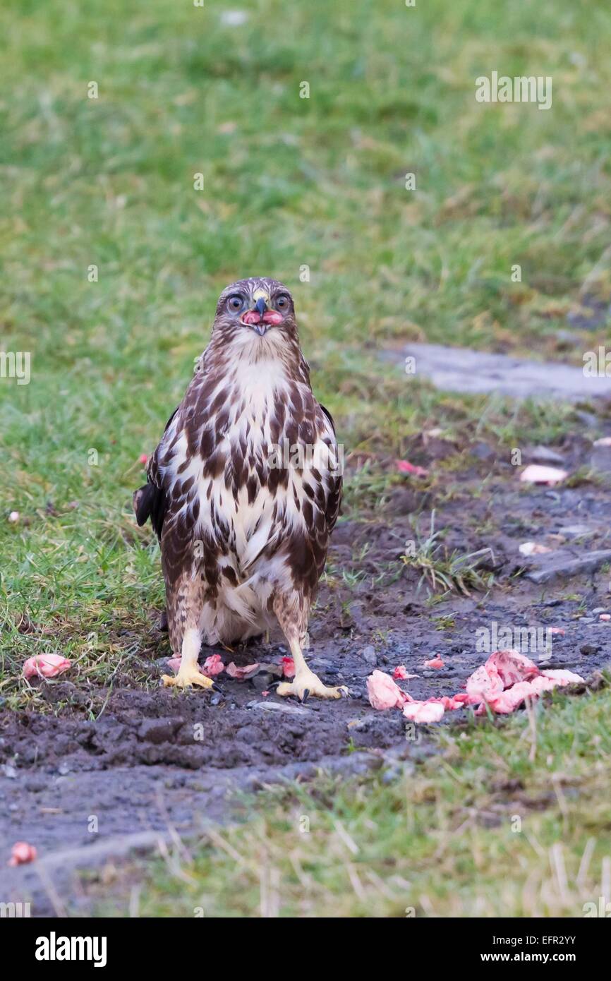 Ein Bussard auf der Gigrin Farm, Powys Stockfoto