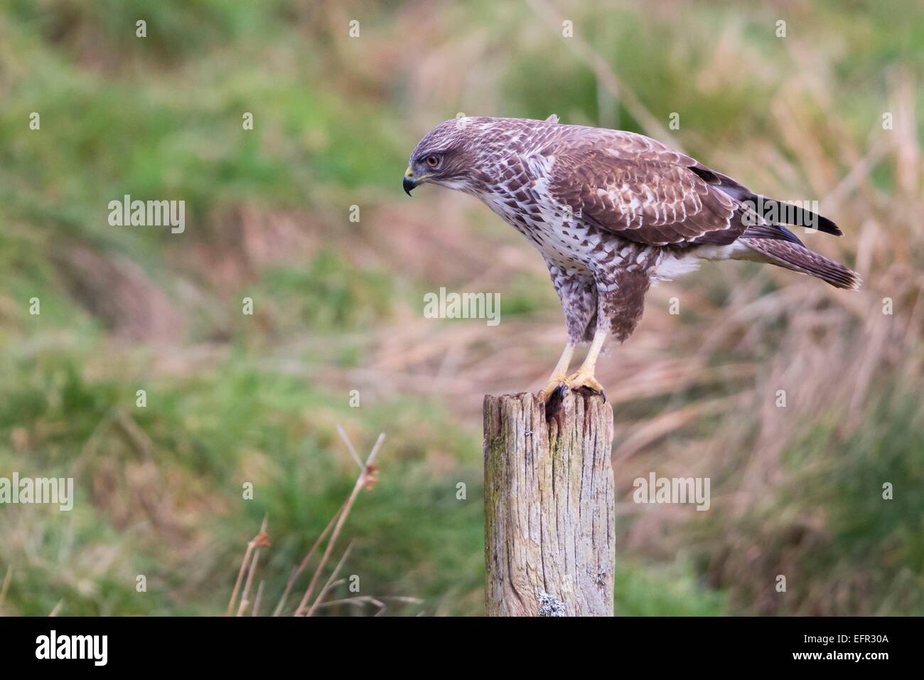 Ein Bussard auf der Gigrin Farm, Powys Stockfoto