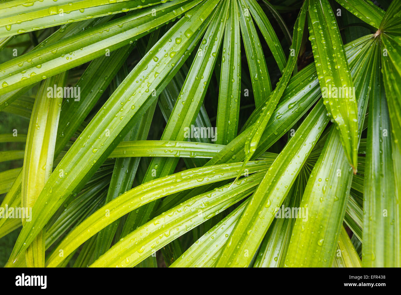 Frischen Bambus Palmblätter mit Wassertropfen nach starkem Regen am Morgen im Hinterhof Stockfoto