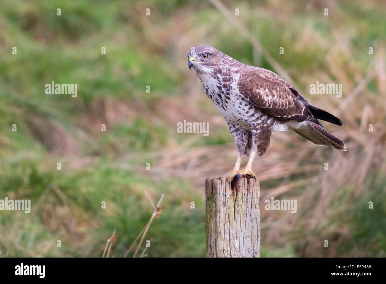 Ein Bussard auf der Gigrin Farm, Powys Stockfoto
