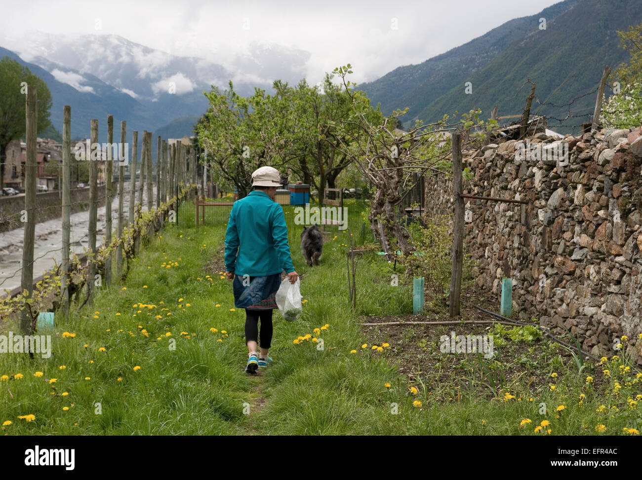 Frau im Gemüsegarten, Valtelline, Lombardei, Italien Stockfoto