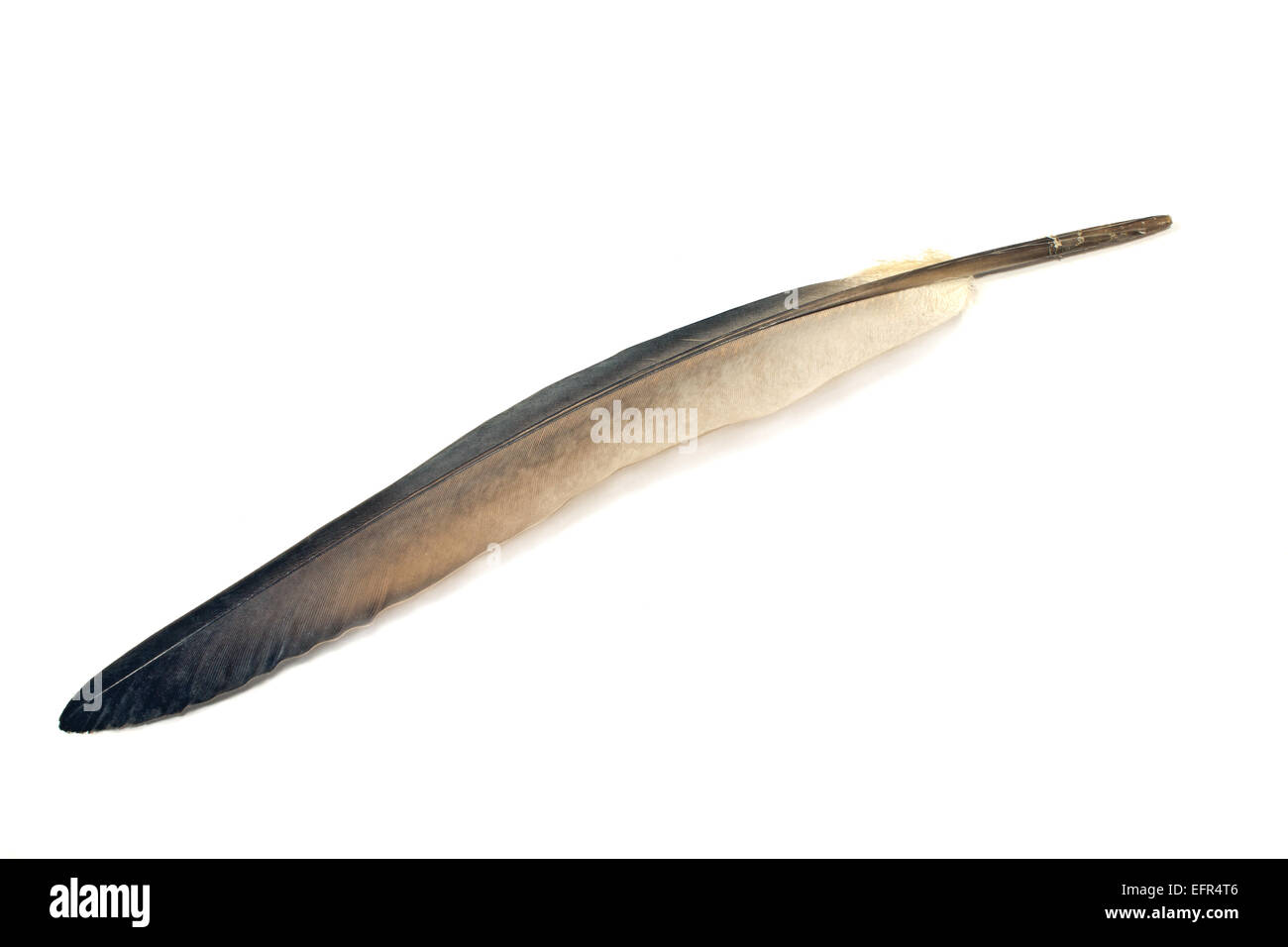 Graue Federn isoliert auf weiss Stockfoto