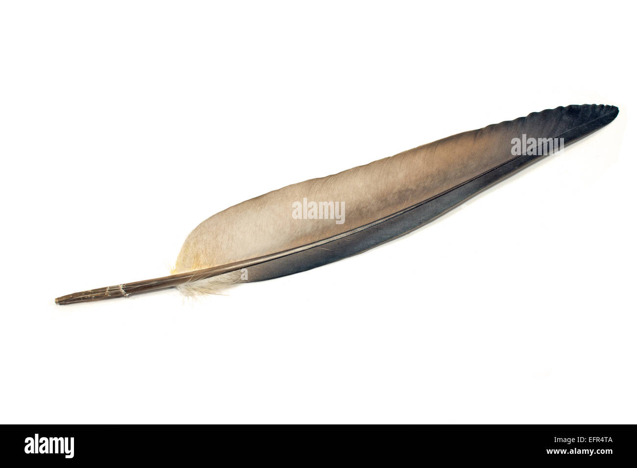 Graue Federn isoliert auf weiss Stockfoto