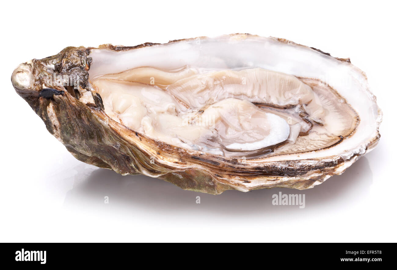 Rohe Austern auf einem weißen Hintergrund. Stockfoto