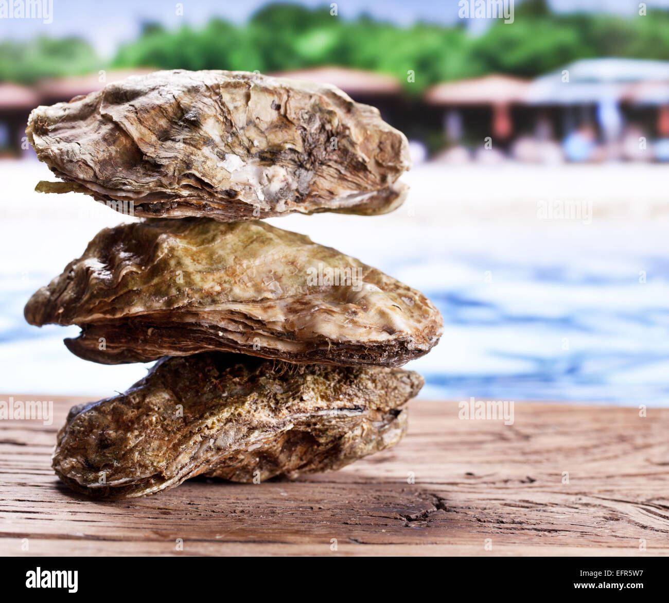 Rohe Austern auf dem alten Holztisch. Meeresstrand im Hintergrund. Stockfoto