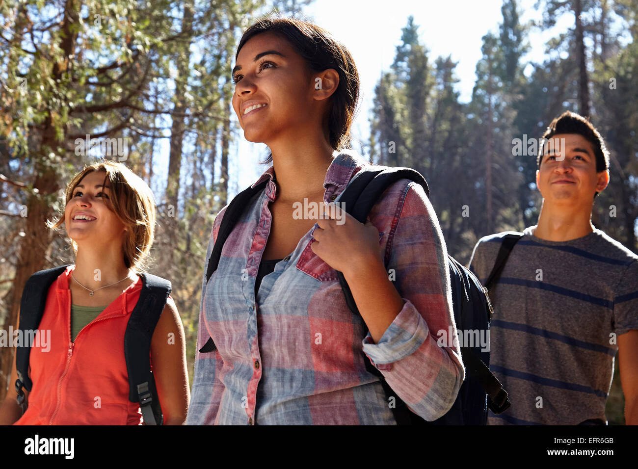 Drei junge Erwachsene Freunde Wandern im Wald, Los Angeles, Kalifornien, USA Stockfoto