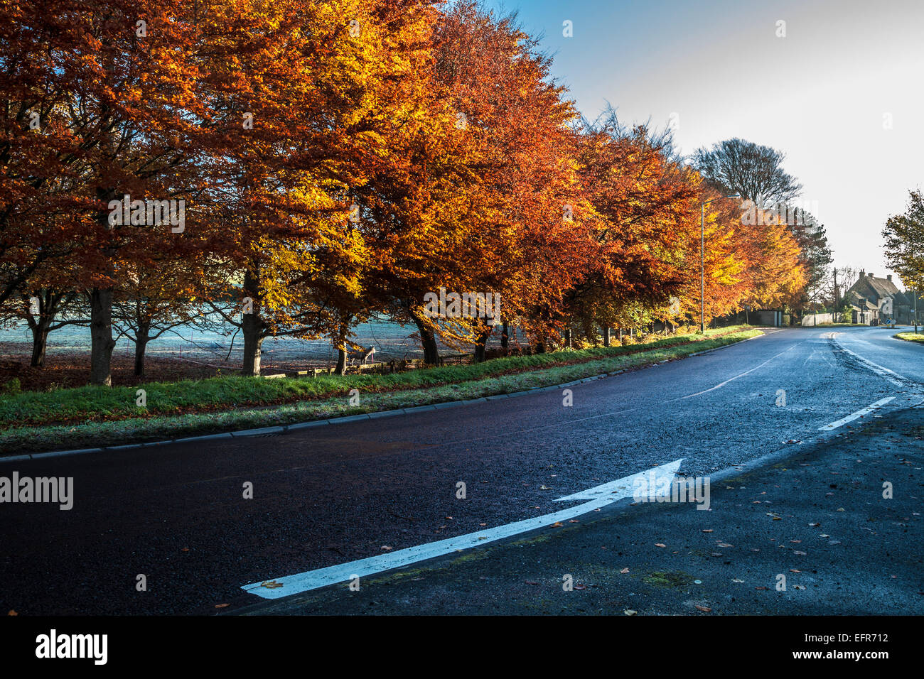 Herbstliche Bäume entlang der Straße zwischen Beckhampton und Marlborough in Wiltshire. Stockfoto