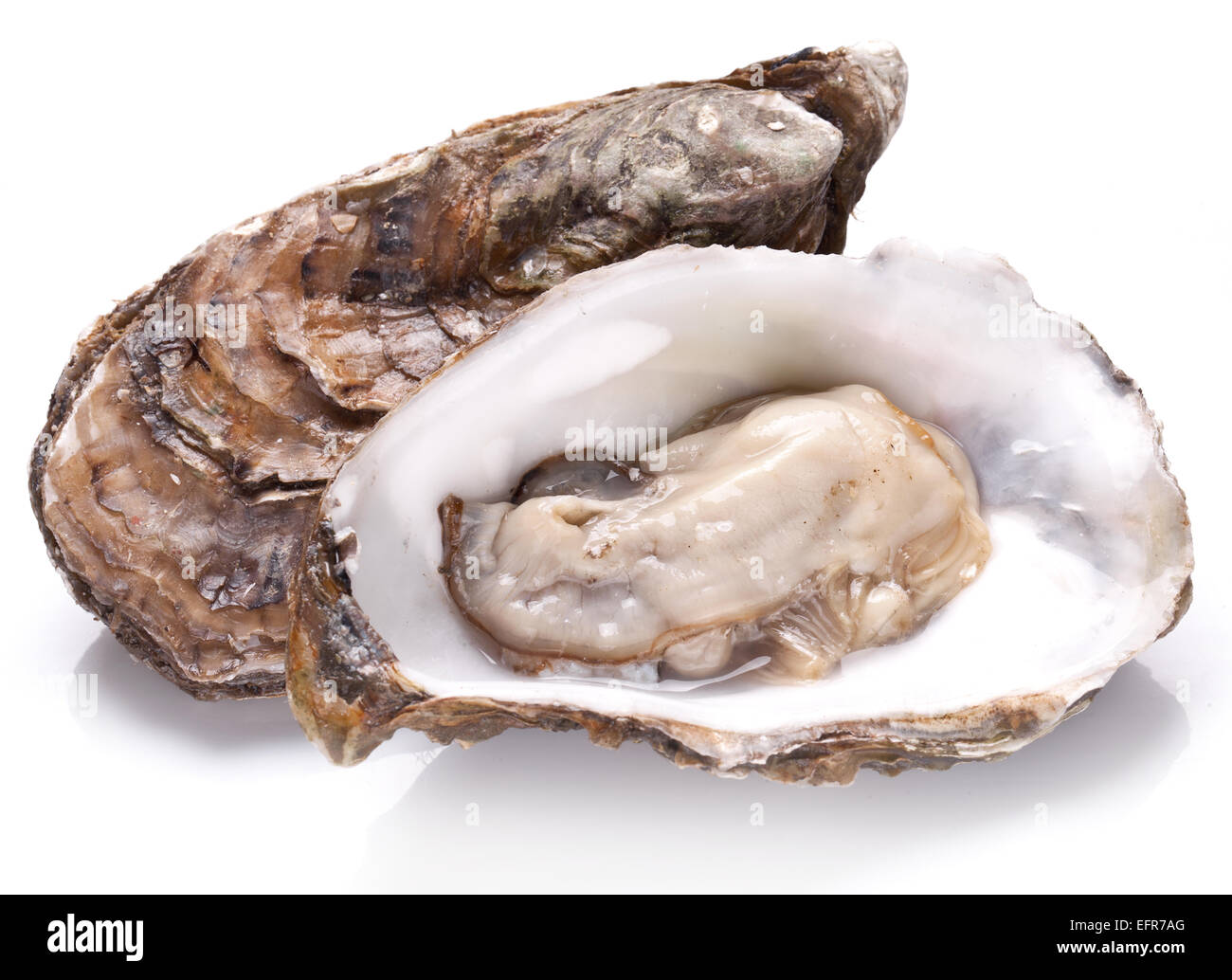 Rohe Austern auf einem weißen Hintergrund. Stockfoto