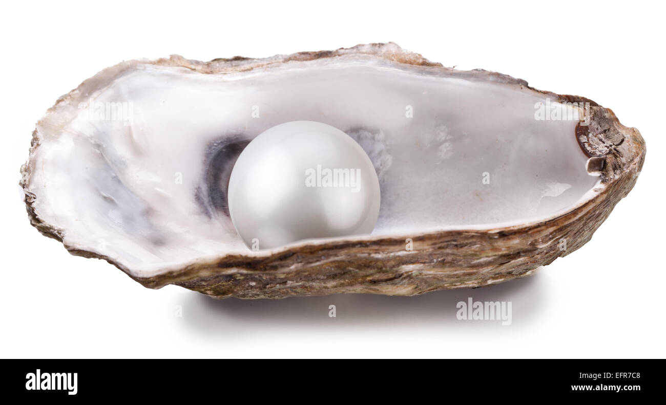 Offene Auster mit Perle isoliert auf weißem Hintergrund. Stockfoto