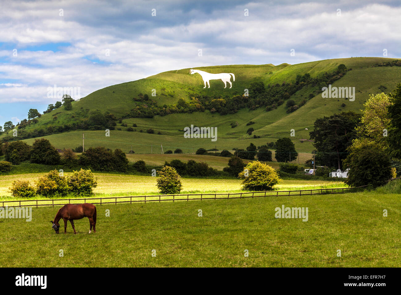 Das weiße Pferd unter Bratton Camp und ein grasenden Pferd trägt eine Fliege Maske in der Nähe von Westbury in Wiltshire. Stockfoto