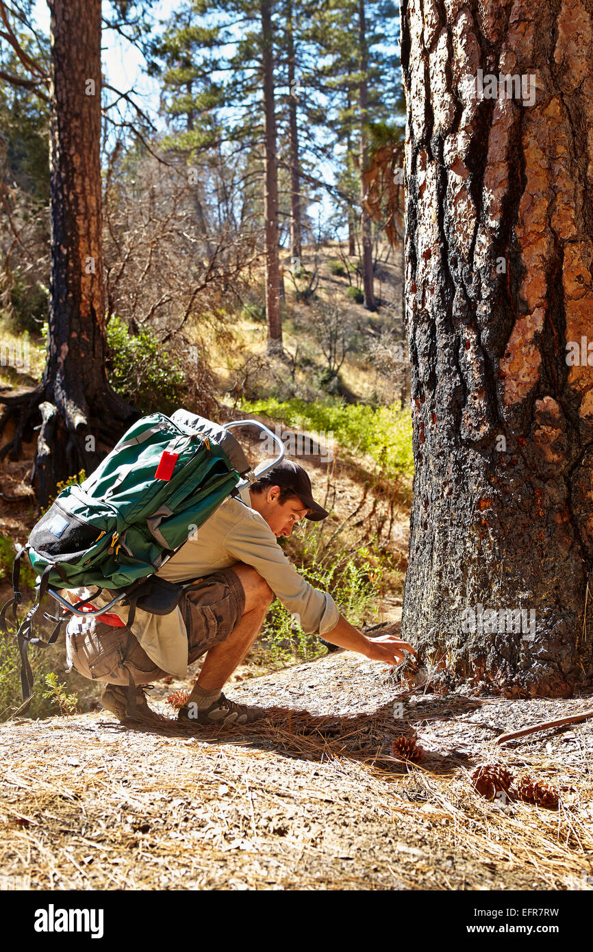 Junge männliche Wanderer Prüfung verbrannten Baum im Wald, Los Angeles, Kalifornien, USA Stockfoto